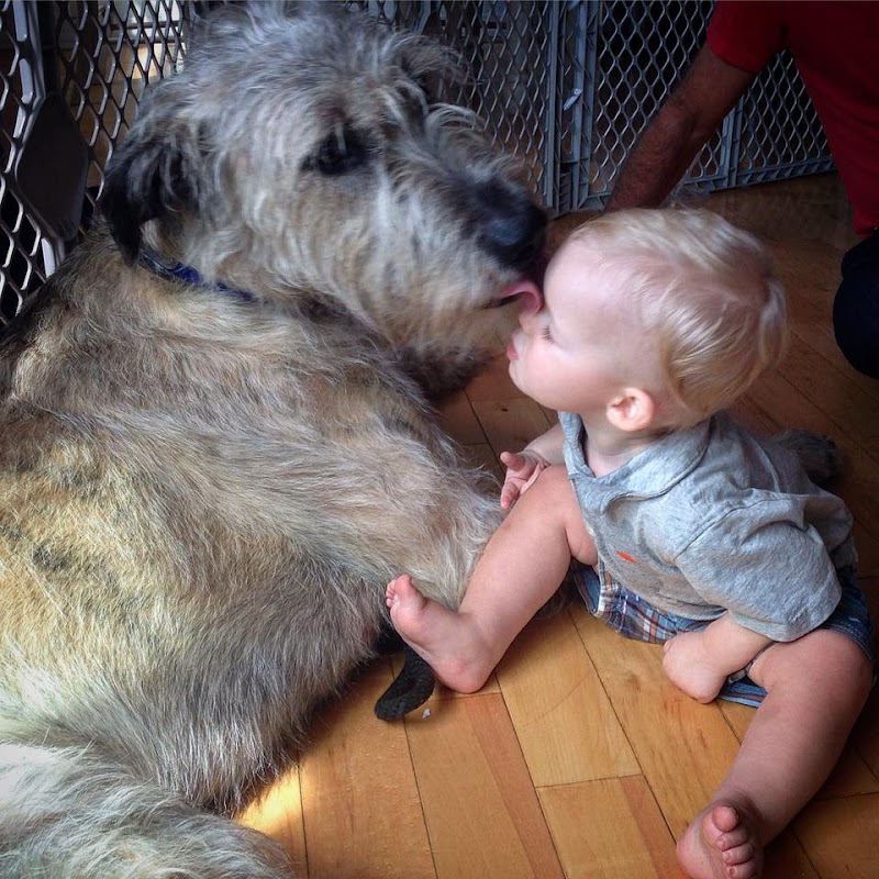 Your Dog's Best Friend