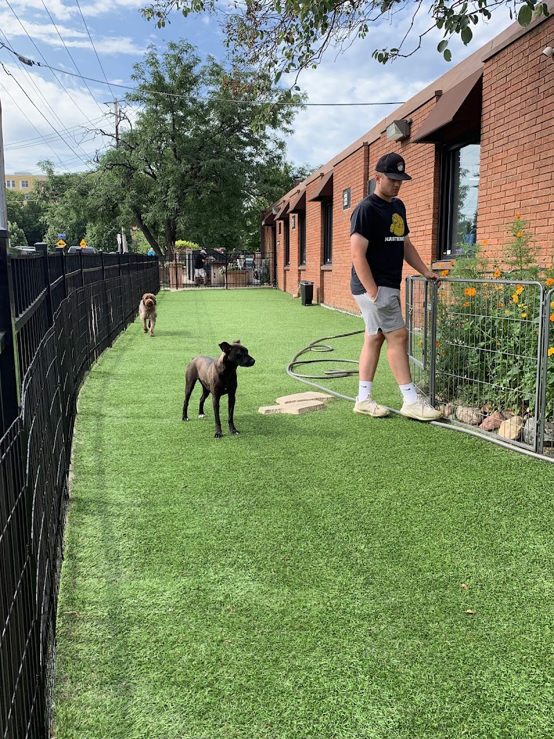 Your Dog's Best Friend photo 2