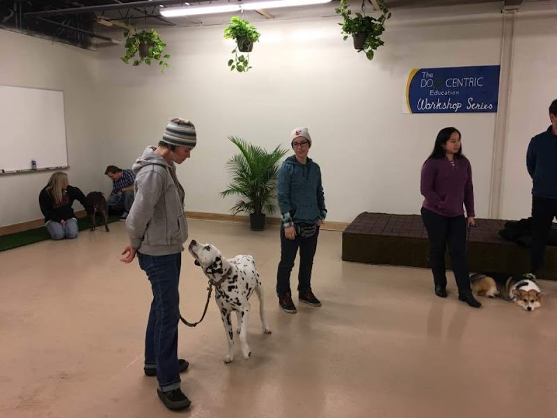 Your Dog's Best Friend photo 3