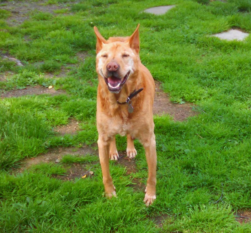 The Sanctuary For Senior Dogs