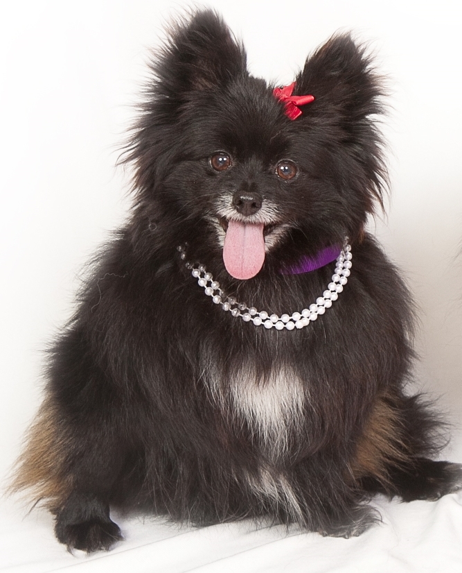 The Sanctuary For Senior Dogs photo 2