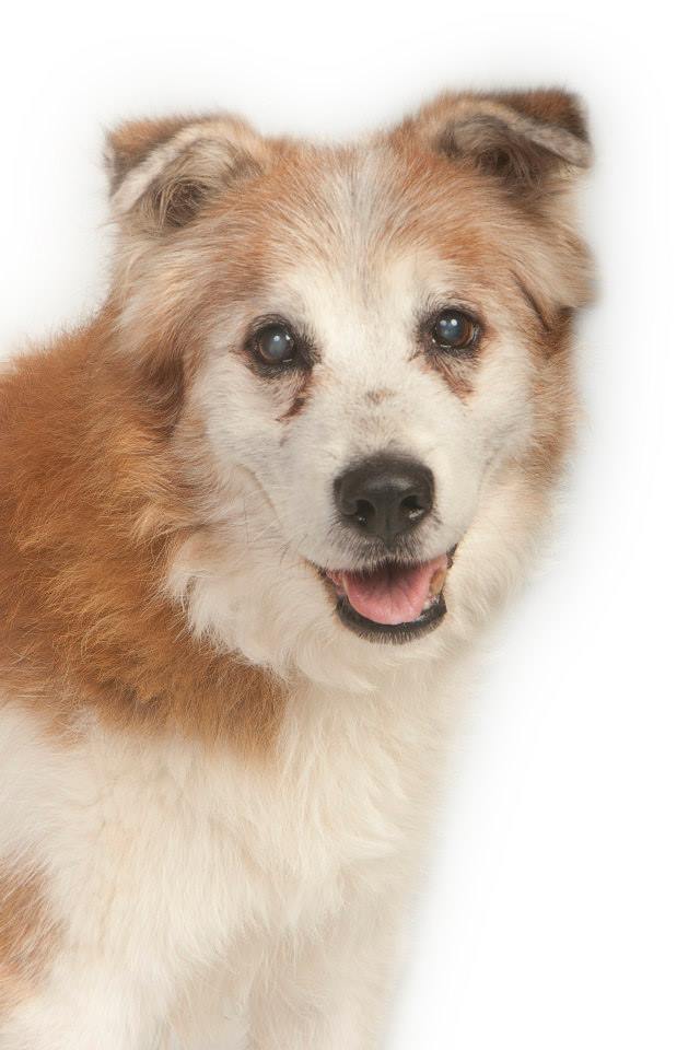 The Sanctuary For Senior Dogs photo 3