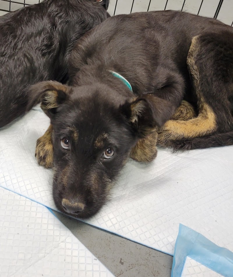 Midwest Animal Rescue Service photo 2