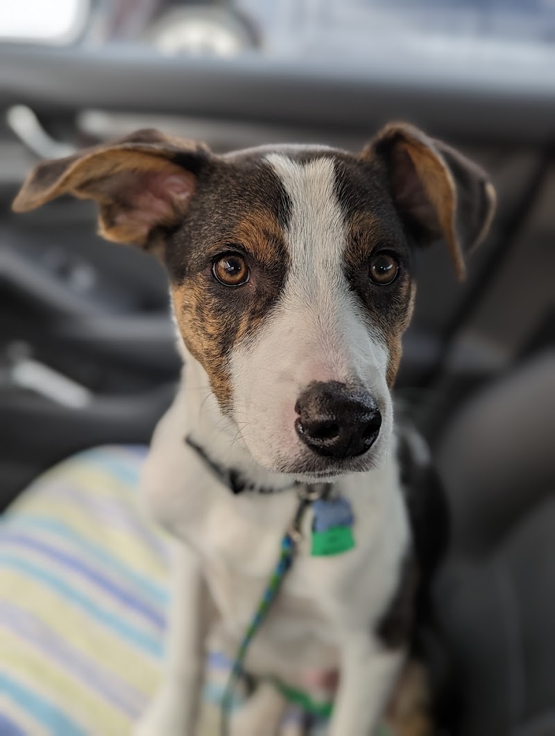 Midwest Animal Rescue Service photo 3