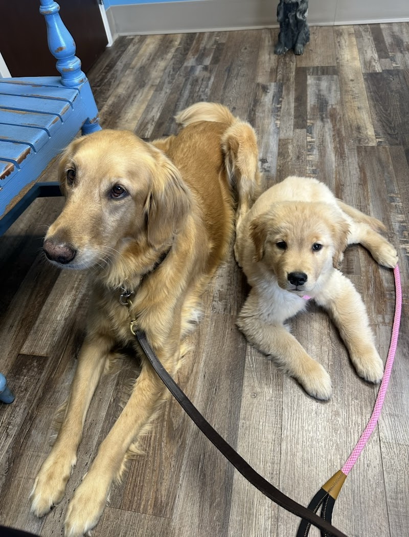 All-Star Veterinary Clinic photo 2