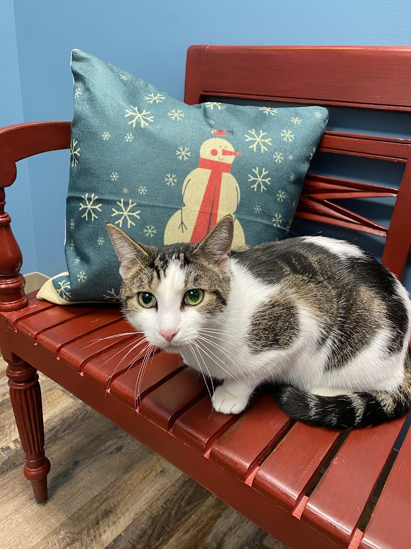 All-Star Veterinary Clinic photo 3