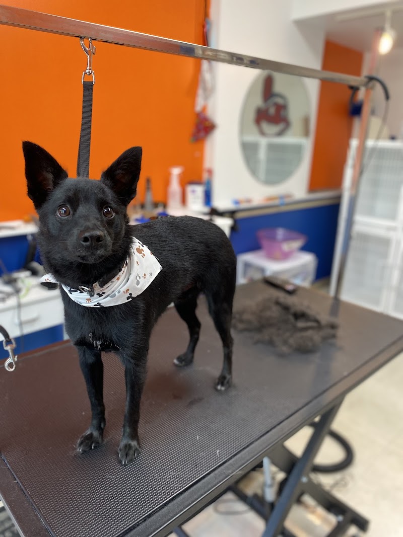 Raw Dogs Grooming photo 2