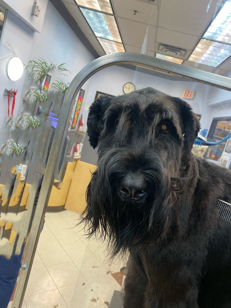 Raw Dogs Grooming photo 3