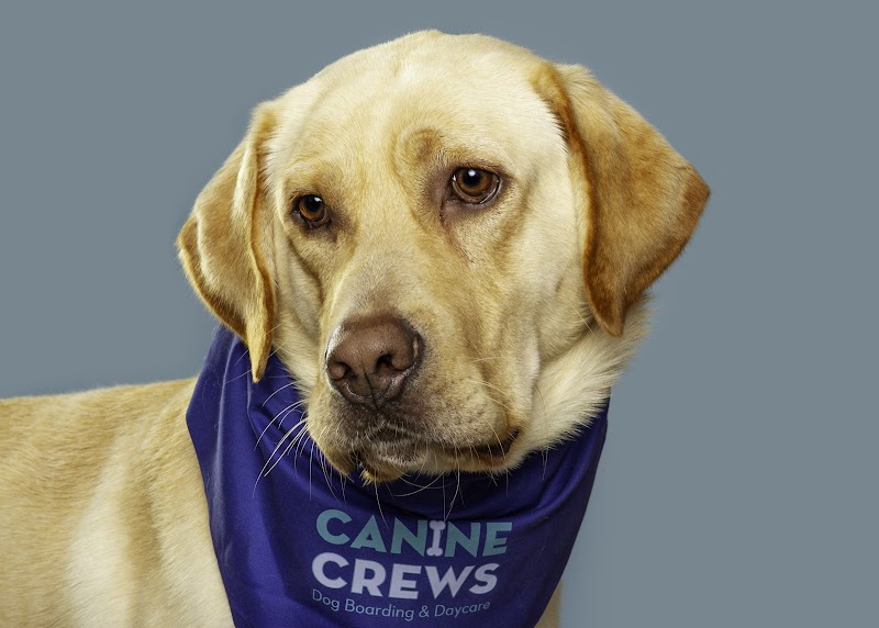 Canine Crews