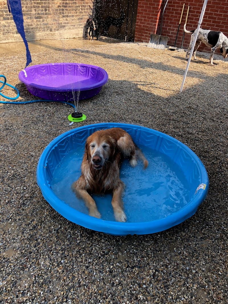 Canine Crews photo 2