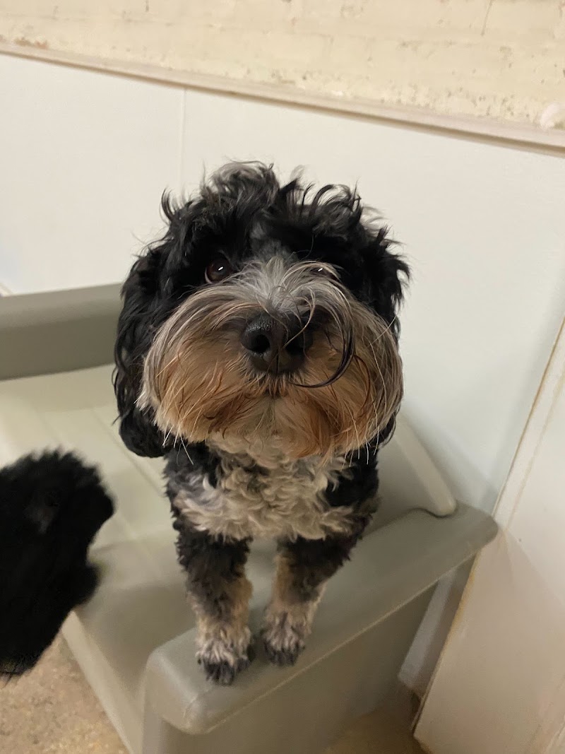 Canine Crews photo 3