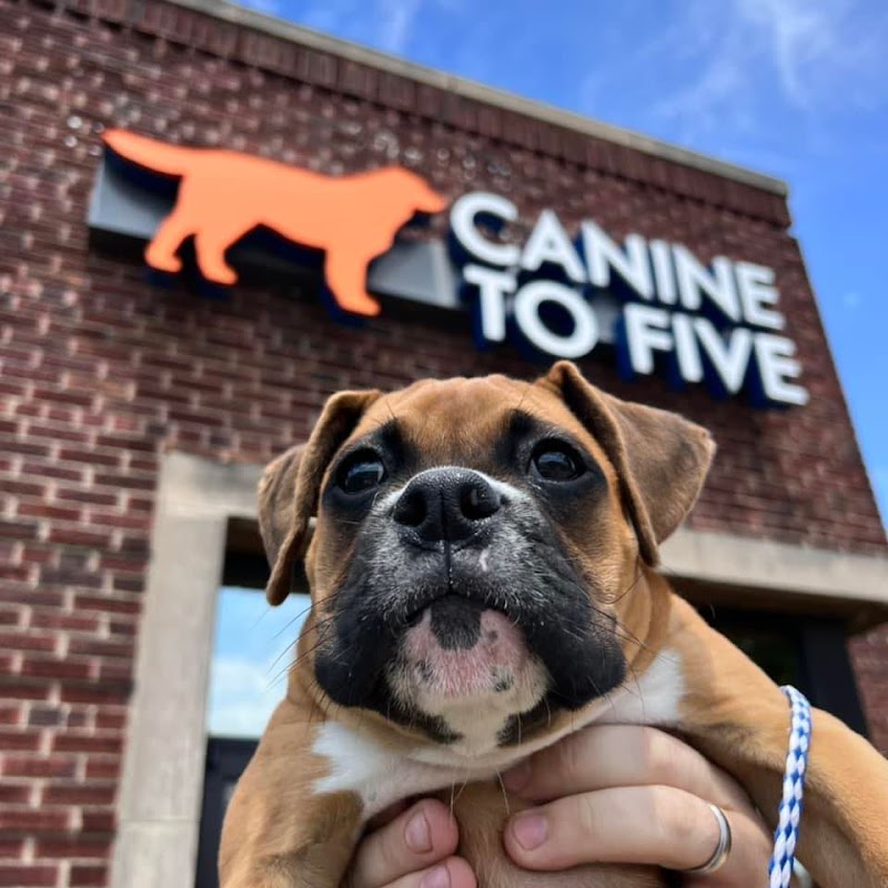 Canine To Five Ferndale