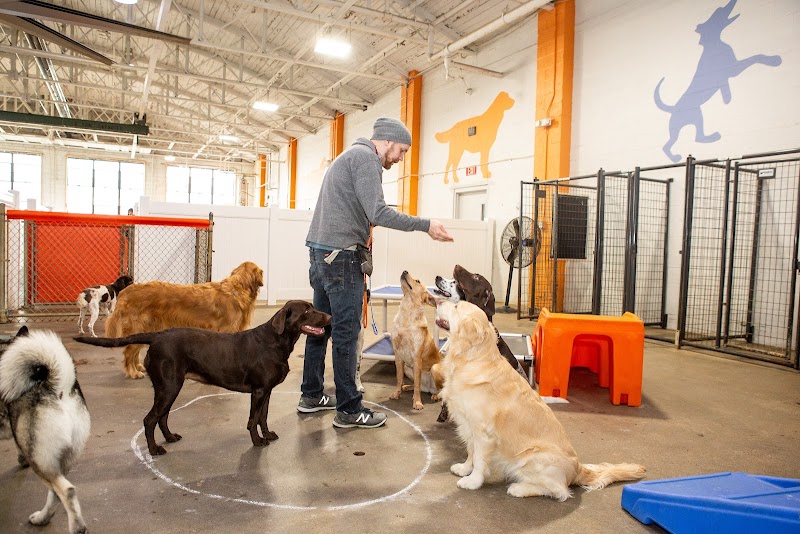 Canine To Five Ferndale photo 3