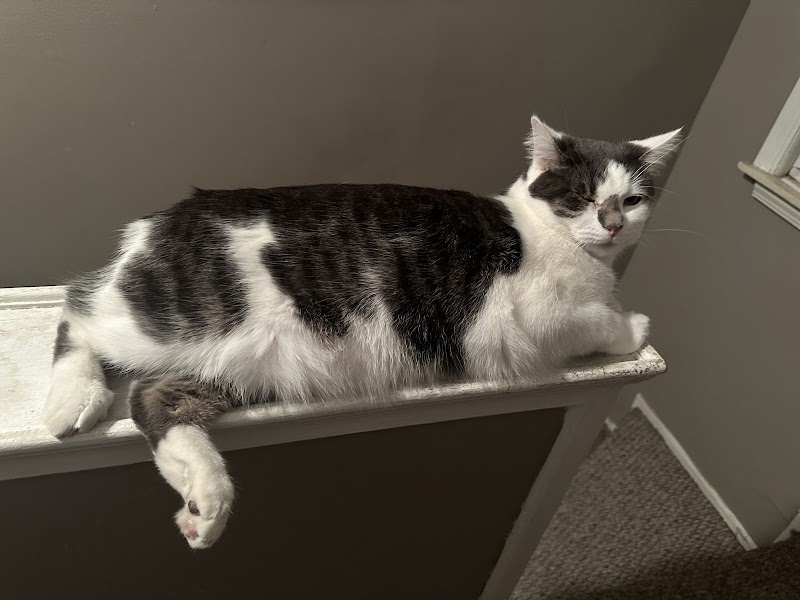 Friends for Animals of Metro Detroit photo 2