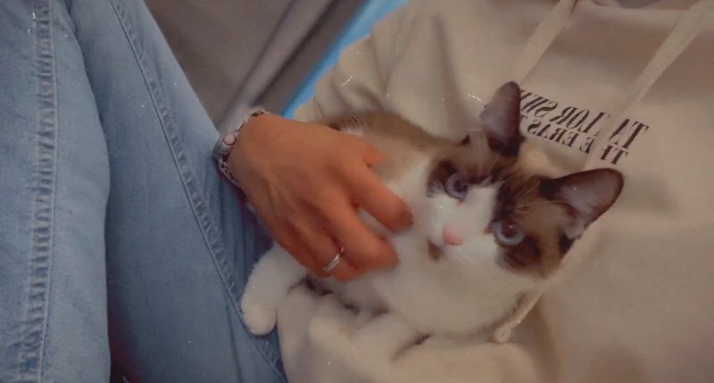 Friends for Animals of Metro Detroit photo 3