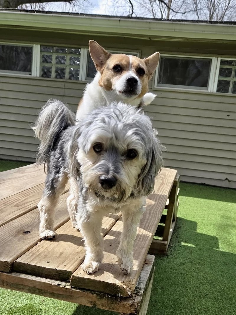 Misty Glen Country Retreat for Dogs photo 2