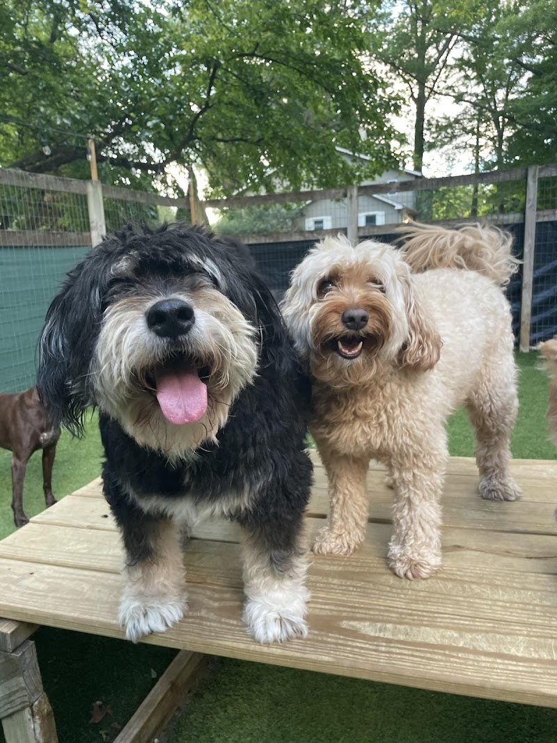 Misty Glen Country Retreat for Dogs photo 3