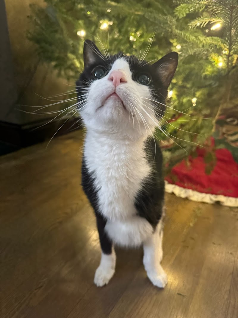 VCA Pahle Animal Hospital photo 2