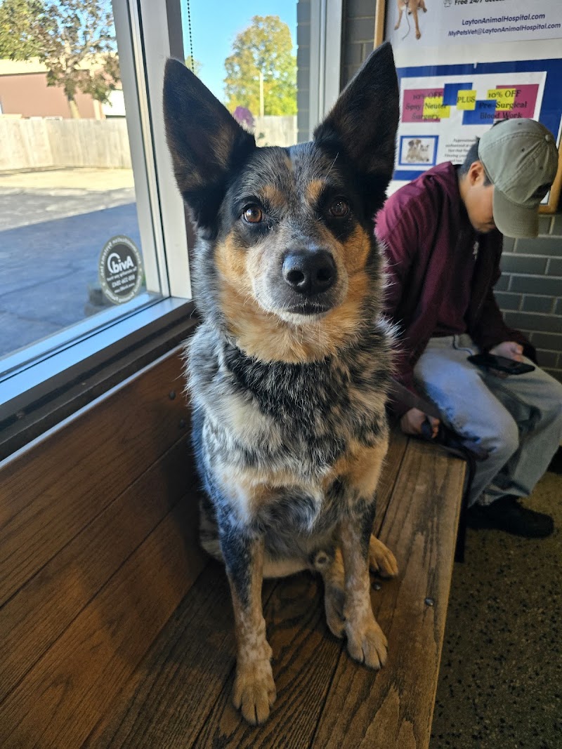 Layton Animal Hospital photo 3
