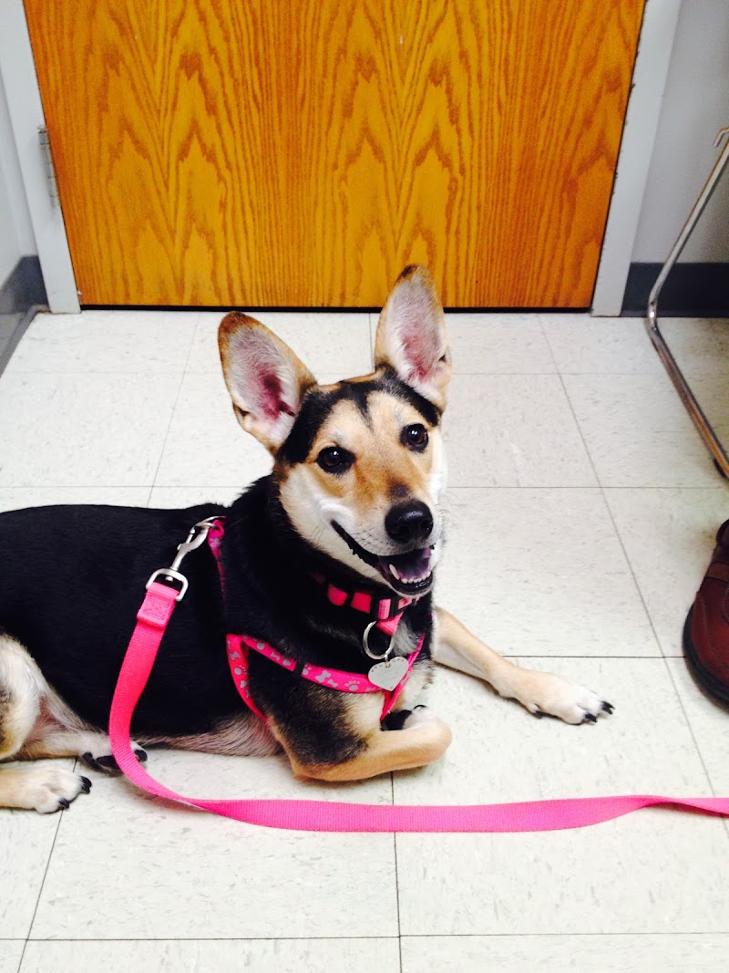 Village West Veterinary photo 2