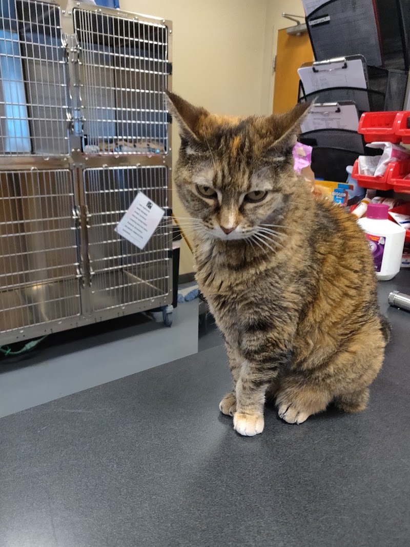 Village West Veterinary photo 3