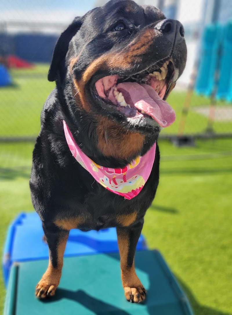 Five Points Kennels photo 3