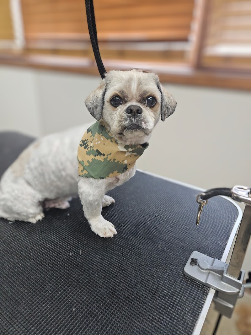 Pierson Pet Hospital photo 3