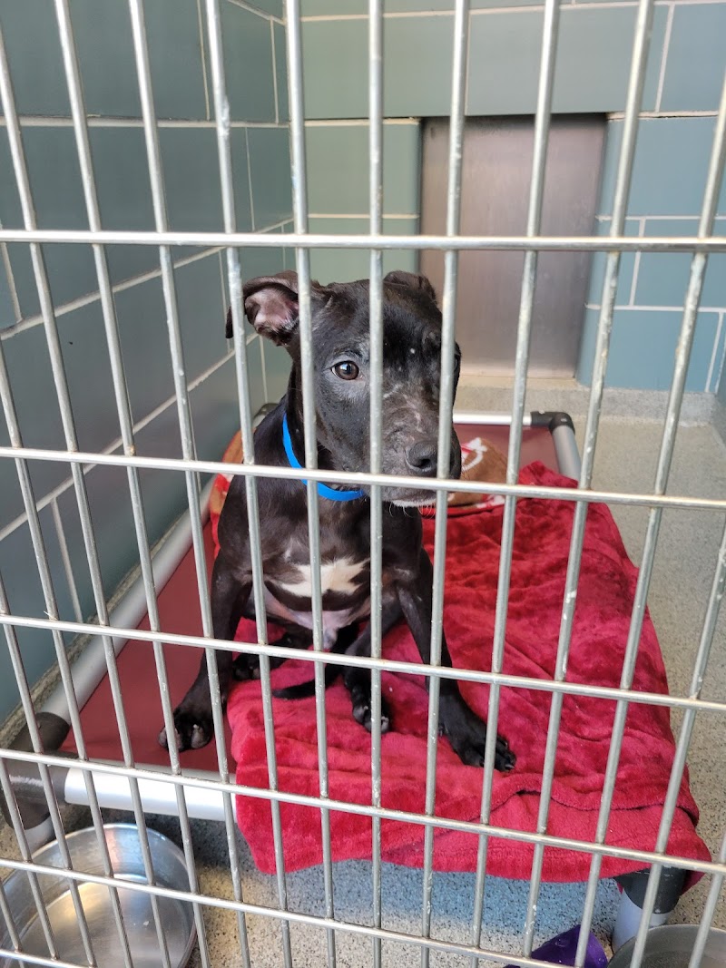 The Anti-Cruelty Society