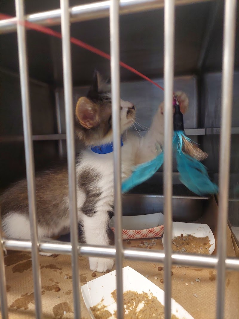 The Anti-Cruelty Society photo 3