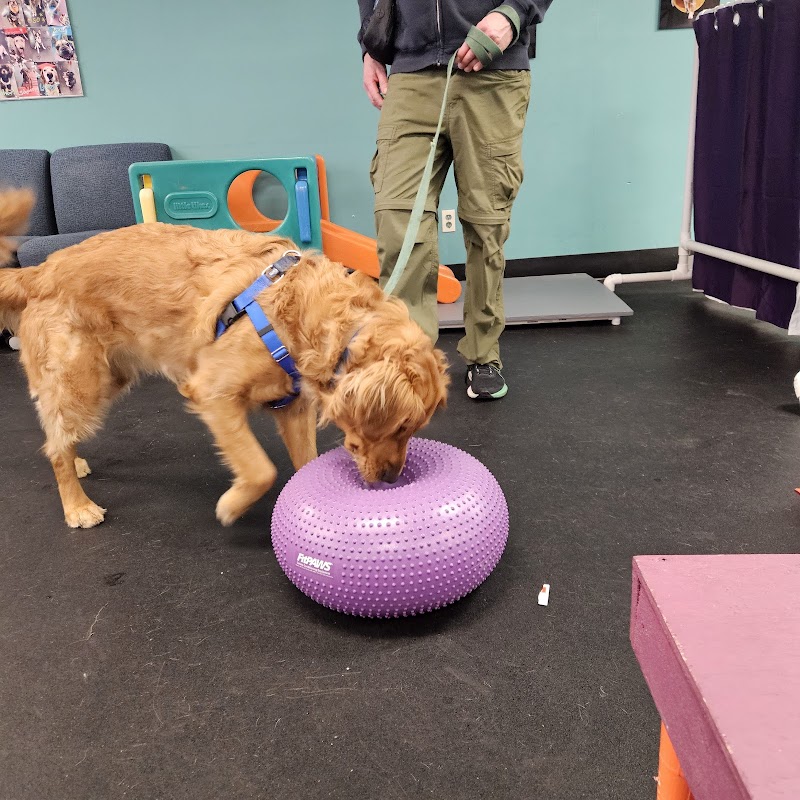 Canine Einstein photo 2