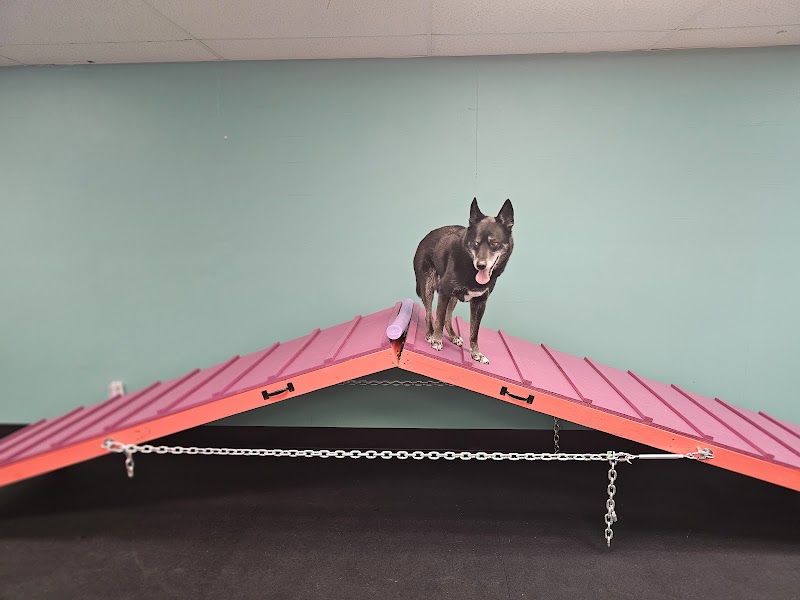 Canine Einstein photo 3