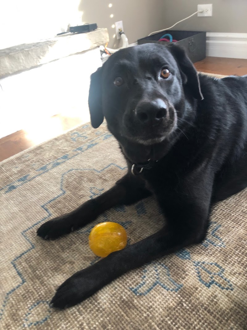 4 Legs and a Leash, Inc. photo 2