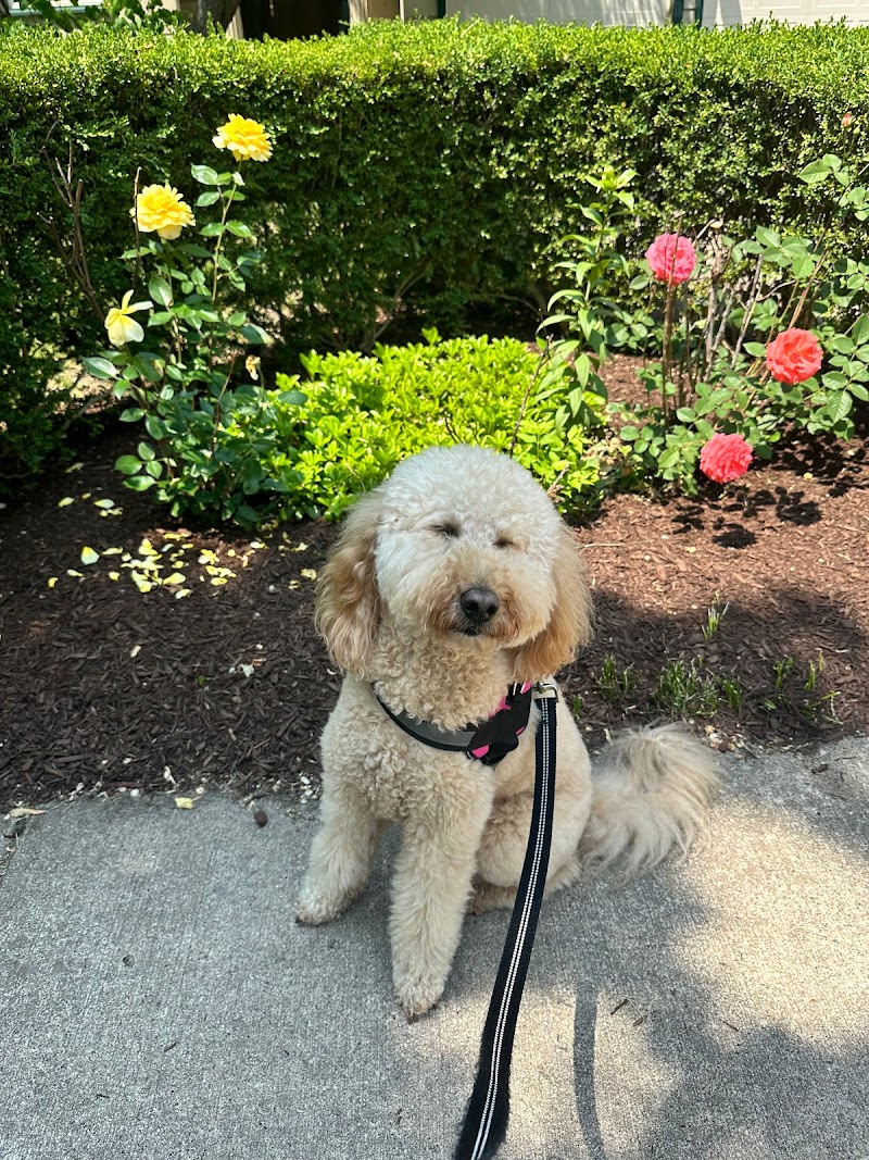 4 Legs and a Leash, Inc. photo 3