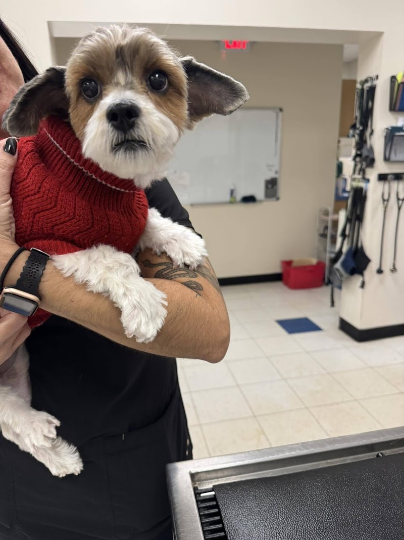 Care Animal Clinic photo 3