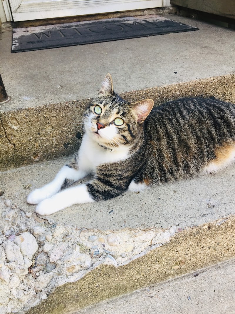 Carter Veterinary Medical Center photo 2