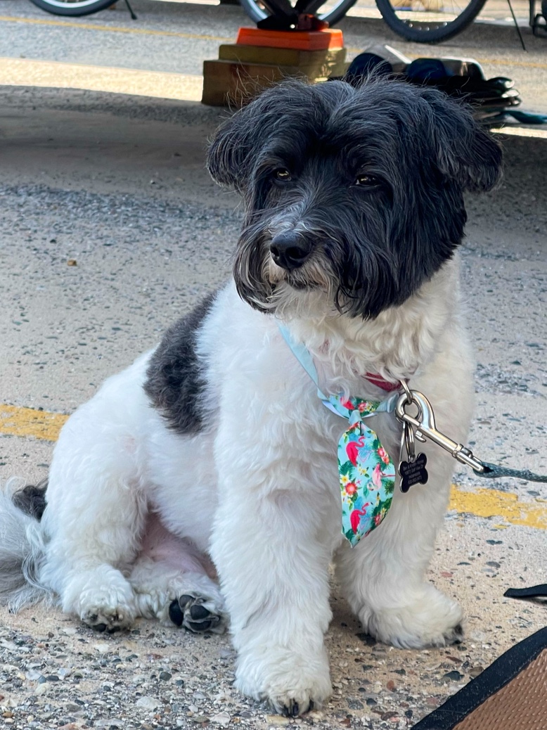 Carter Veterinary Medical Center photo 3