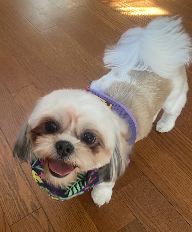 Pawparazzi Pet Salon