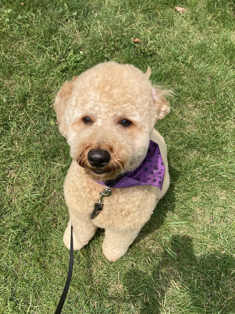 Pawparazzi Pet Salon photo 3