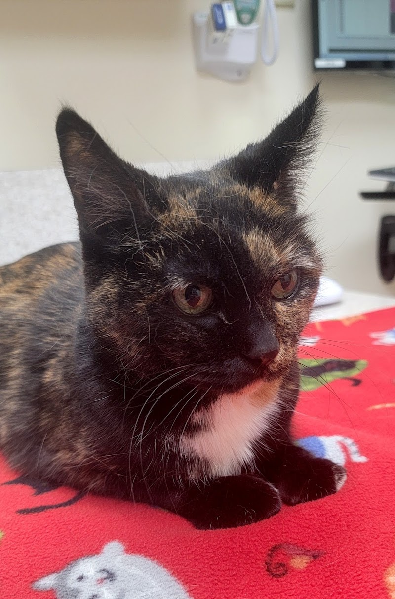 Community Veterinary Clinic photo 3