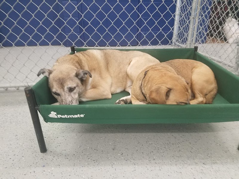 The Woof Dog Daycare & Boarding