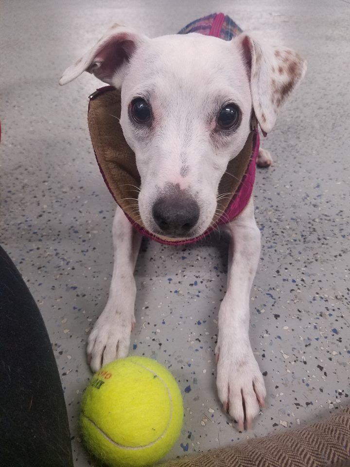 The Woof Dog Daycare & Boarding photo 3