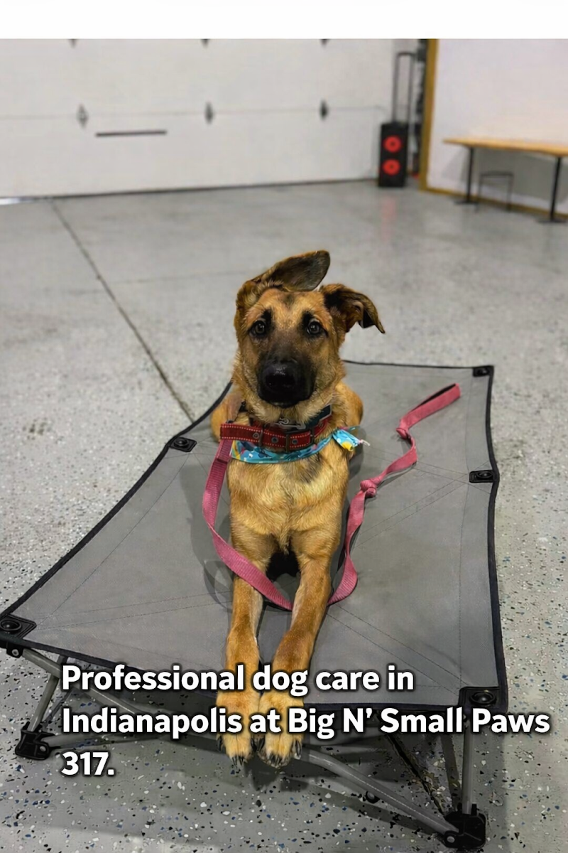 Big N' Small Paws 3 1 7