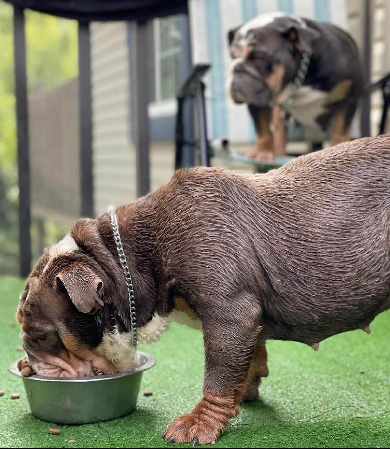 Big N' Small Paws 3 1 7 photo 2