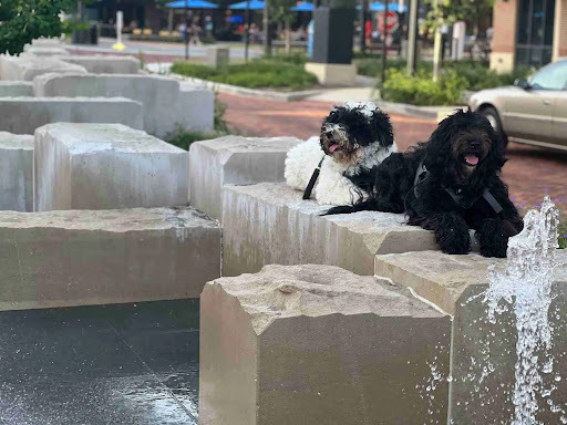 Big N' Small Paws 3 1 7 photo 3