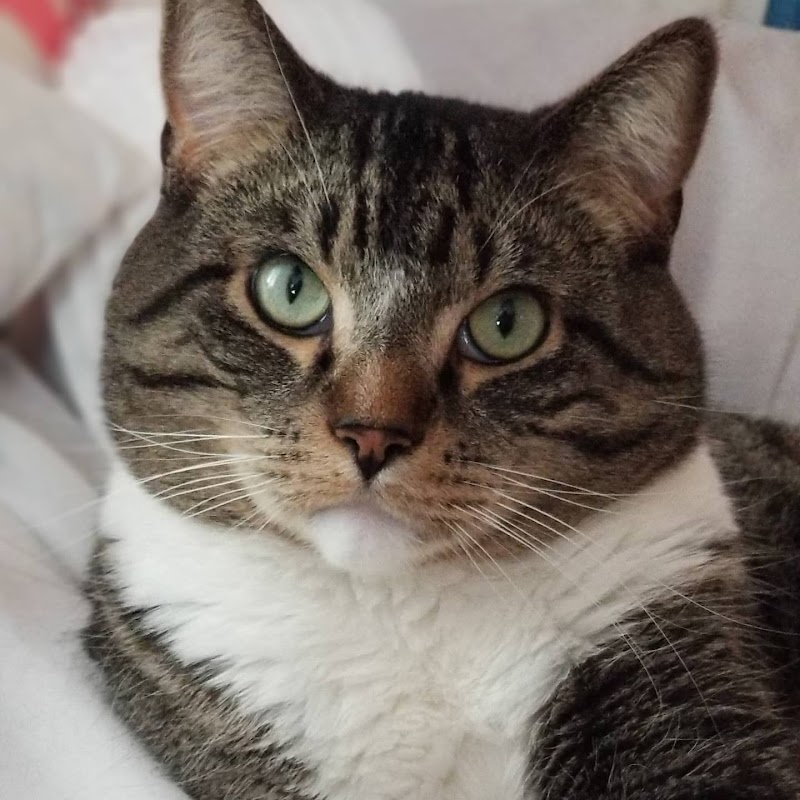 Animal Emergency & Referral Center of Minnesota photo 3