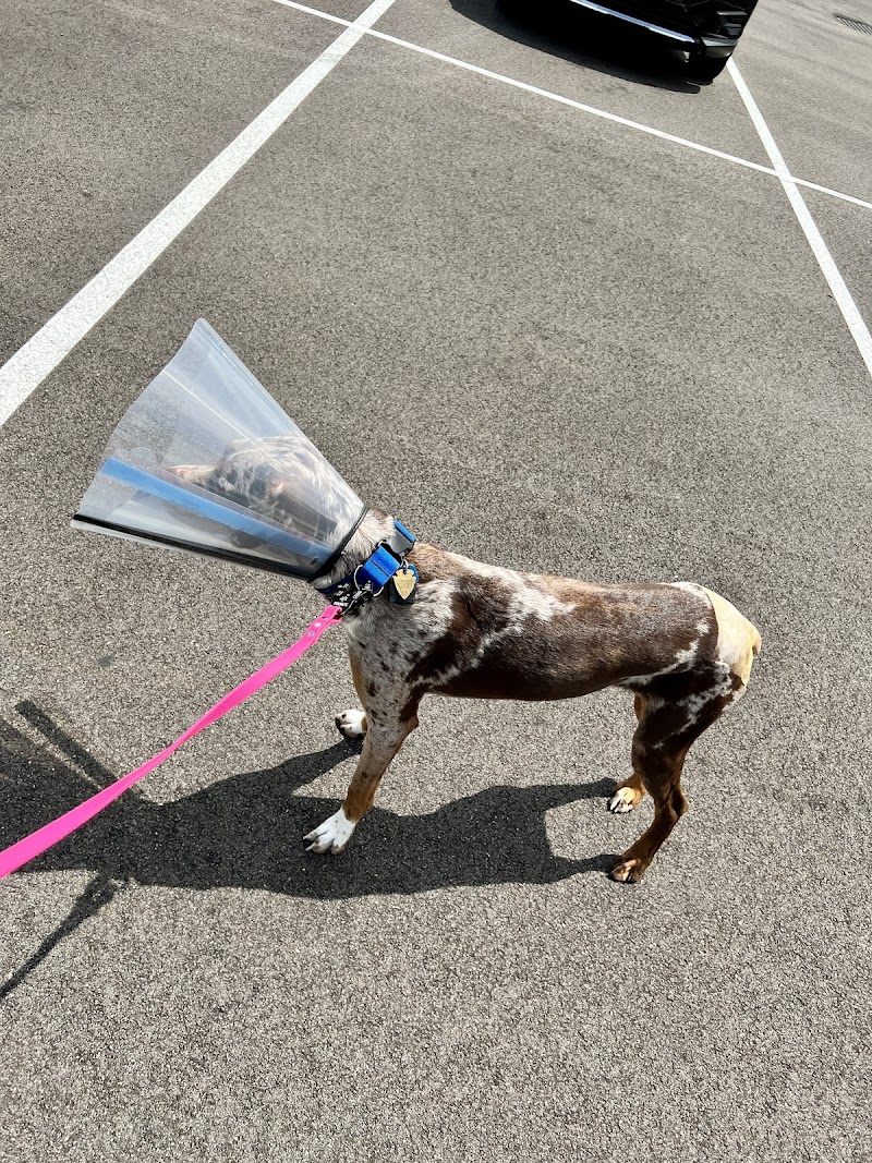 MedVet Cleveland photo 2