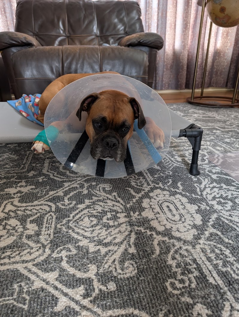 MedVet Cleveland photo 3