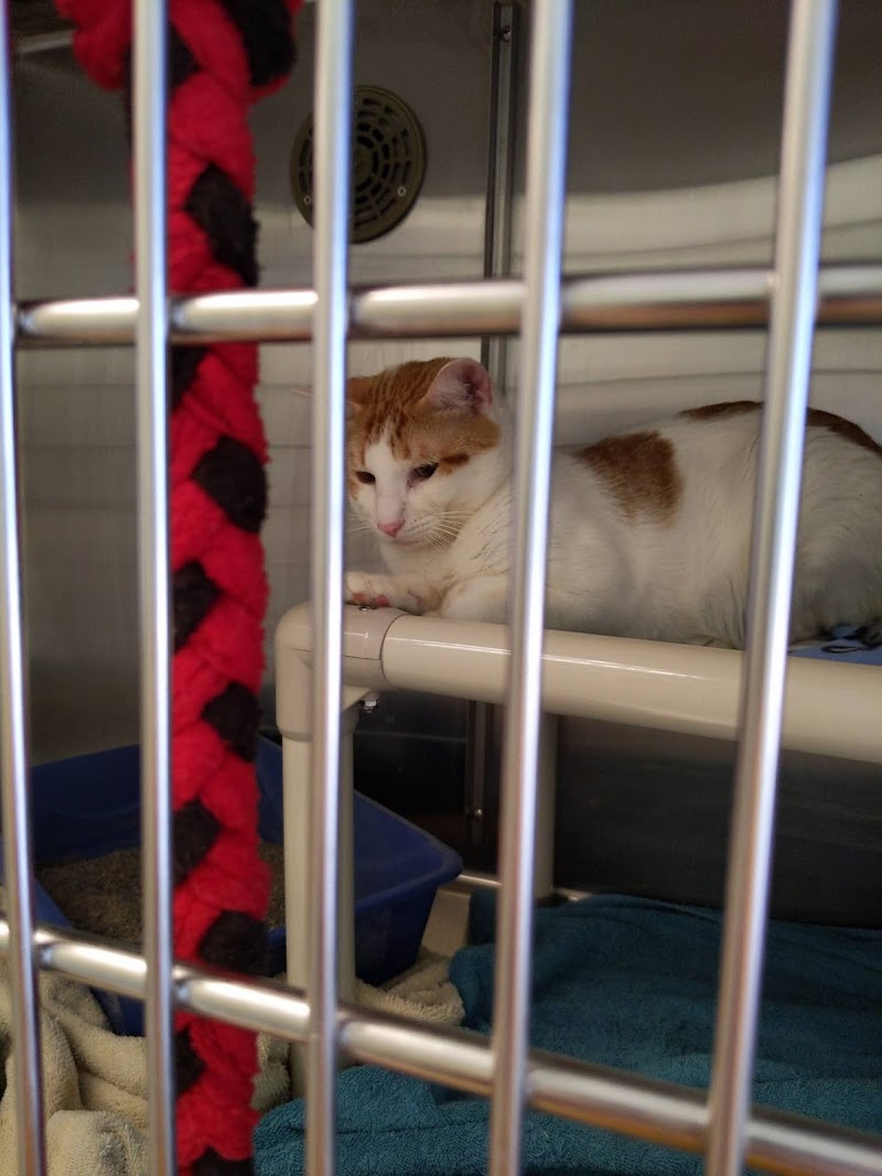 Minneapolis animal care and control photo 2