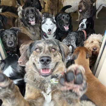 Lucky Dog Pet Care photo 2