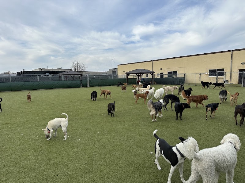 Lucky Dog Pet Care photo 3